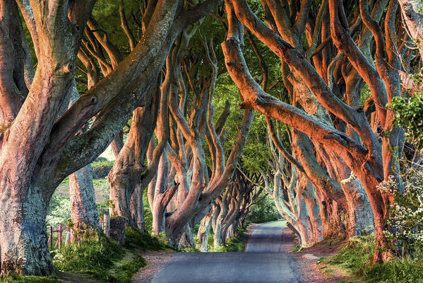 The Dark Hedges (Bregagh Road), Ballymoney, County Antrim, Ulster region, northern Ireland, United Kingdom. 
