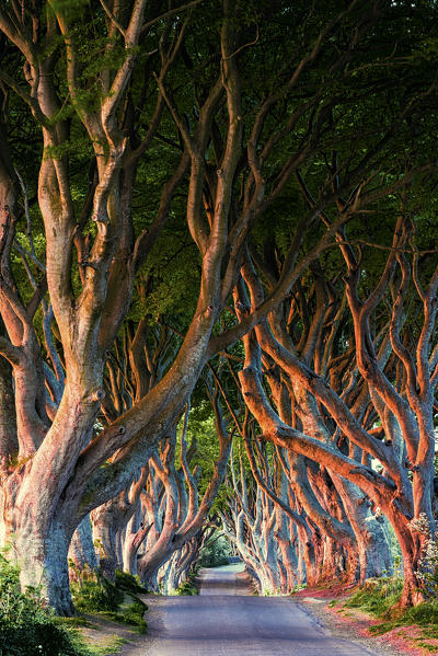 The Dark Hedges (Bregagh Road), Ballymoney, County Antrim, Ulster region, northern Ireland, United Kingdom. 