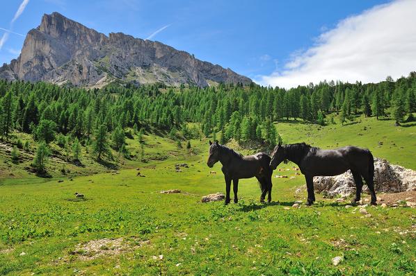 Horses in Passo Giau Hut, San Vito di Cadore and Cortina d'Ampezzo valley, Dolomite Alps, Province of Belluno, Veneto Region, Italy