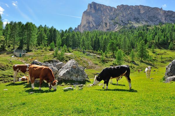 Cows in Passo Giau Hut, San Vito di Cadore and Cortina d'Ampezzo valley, Dolomite Alps, Province of Belluno, Veneto Region, Italy