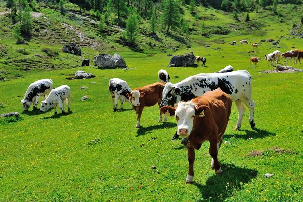 Cows in Passo Giau Hut, San Vito di Cadore and Cortina d'Ampezzo valley, Dolomite Alps, Province of Belluno, Veneto Region, Italy