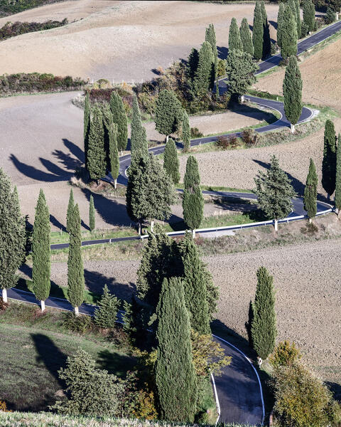 street with cypresses in Monticchiello, monticchiello, Siena, Italy, western europe, europe