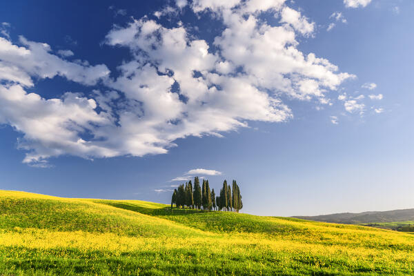 Cypress Grove near san Quirico d'orcia, val d'orcia, san Quirico d'orcia, Siena, Tuscany, italy
