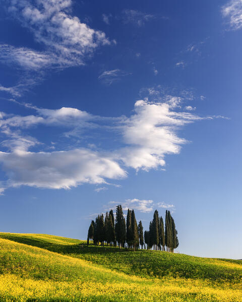 Cypress Grove near san Quirico d'orcia, val d'orcia, san Quirico d'orcia, Siena, Tuscany, italy