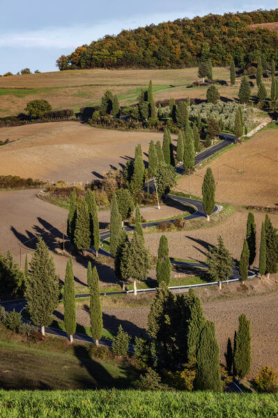 street with cypresses in Monticchiello, monticchiello, Siena, Italy, western europe, europe