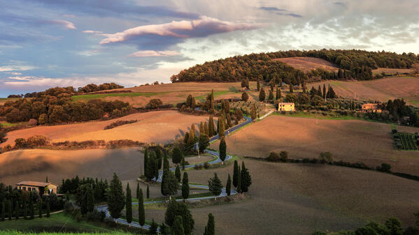 street with cypresses in Monticchiello, monticchiello, Siena, Italy, western europe, europe