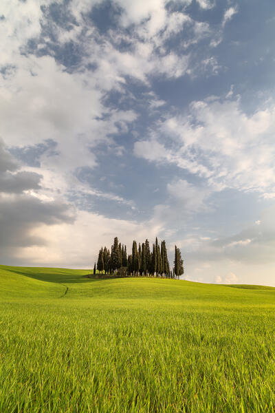 Cypress Grove near san Quirico d'orcia, val d'orcia, san Quirico d'orcia, Siena, Tuscany, italy