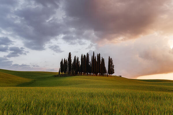 Cypress Grove near san Quirico d'orcia, val d'orcia, san Quirico d'orcia, Siena, Tuscany, italy