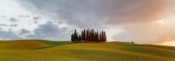 Cypress Grove near san Quirico d'orcia, val d'orcia, san Quirico d'orcia, Siena, Tuscany, italy