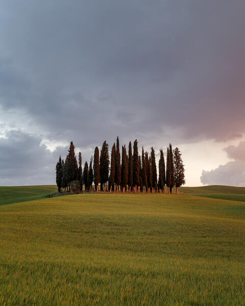 Cypress Grove near san Quirico d'orcia, val d'orcia, san Quirico d'orcia, Siena, Tuscany, italy
