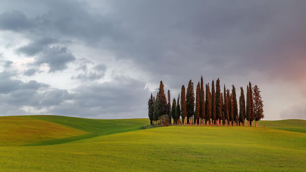 Cypress Grove near san Quirico d'orcia, val d'orcia, san Quirico d'orcia, Siena, Tuscany, italy