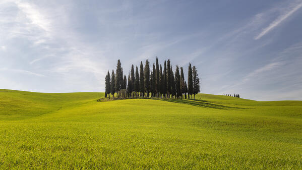 Cypress Grove near san Quirico d'orcia, val d'orcia, san Quirico d'orcia, Siena, Tuscany, italy