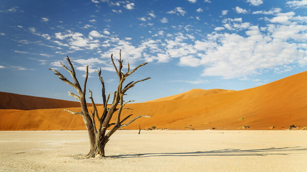 trees of Namibia,namib-naukluft national park, Namibia, africa