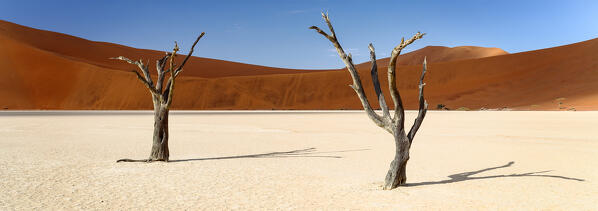 trees of Namibia,namib-naukluft national park, Namibia, africa
