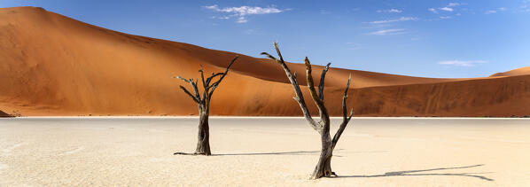 trees of Namibia,namib-naukluft national park, Namibia, africa