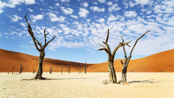 trees of Namibia,namib-naukluft national park, Namibia, africa