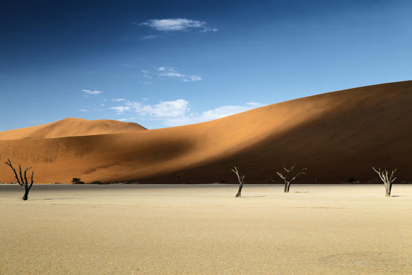 trees of Namibia,namib-naukluft national park, Namibia, africa