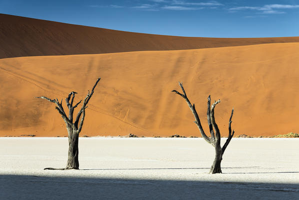 trees of Namibia,namib-naukluft national park, Namibia, africa