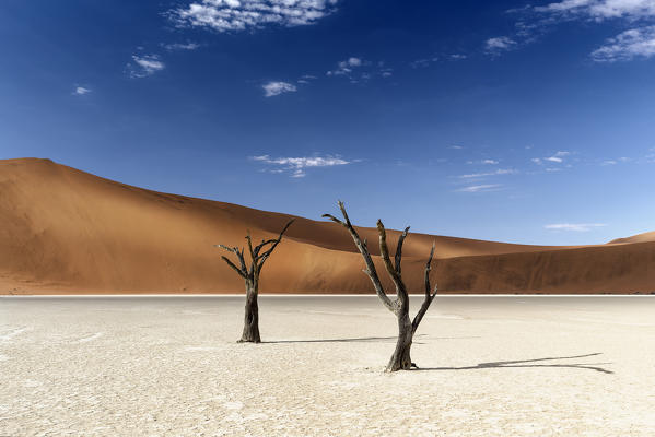 trees of Namibia,namib-naukluft national park, Namibia, africa