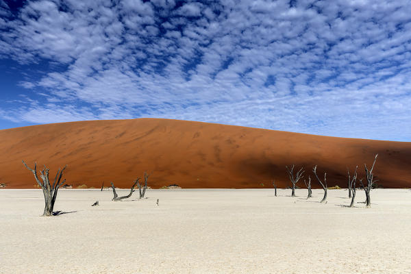 trees of Namibia,namib-naukluft national park, Namibia, africa