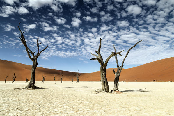 trees of Namibia,namib-naukluft national park, Namibia, africa