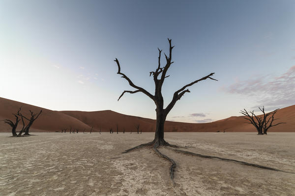 trees of Namibia,namib-naukluft national park, Namibia, africa