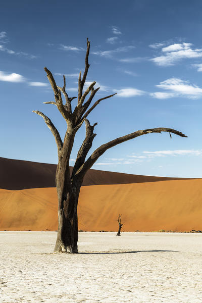 trees of Namibia,namib-naukluft national park, Namibia, africa