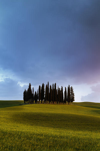 Cypress Grove near san Quirico d'orcia, val d'orcia, san Quirico d'orcia, Siena, Tuscany, italy