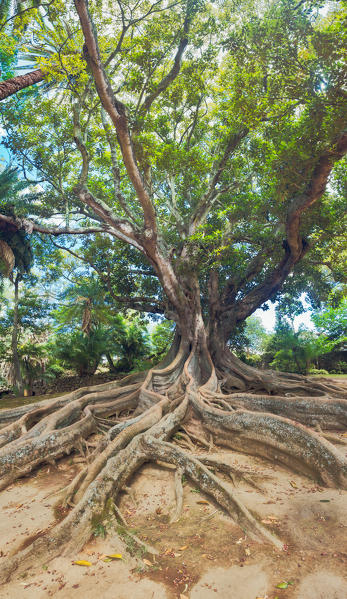 An old tree in Jardim Jose do Canto in Ponta Delgada on the island of Sao Miguel, Portugal