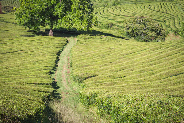 Portugal, Azores, Sao Miguel, municipality of Ribeira Grande, Porto Formoso, view of the Tea Field of the Fabrica de Cha Porto Formoso.