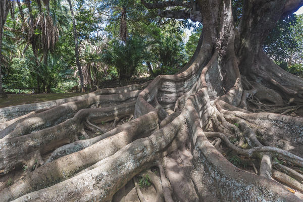 An old tree in Jardim Jose do Canto in Ponta Delgada on the island of Sao Miguel, Portugal 