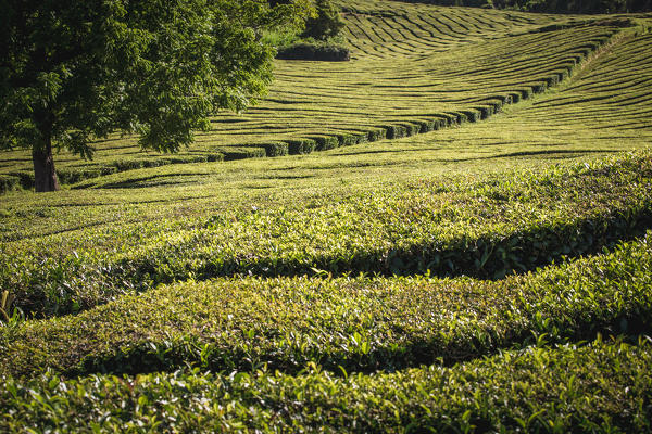 Portugal, Azores, Sao Miguel, municipality of Ribeira Grande, Porto Formoso, view of the Tea Field of the Fabrica de Cha Porto Formoso.