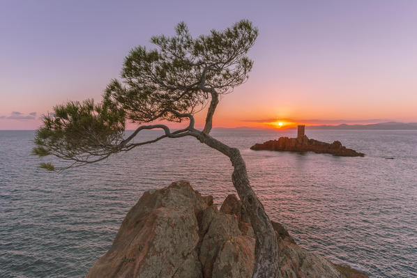 Close up of maritime pine on the Dramont coast and the île d'Or in the background at sunset, Saint-Raphaël, Var department, Provence-Alpes-Côte d'Azur region, France