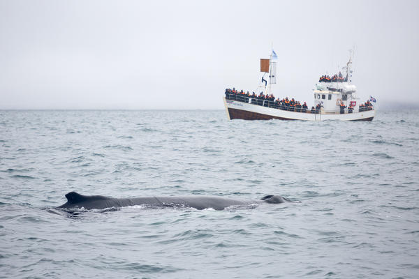 Humpback whale, Husavik bay, Husavik,nodurland eystra northern iceland, iceland