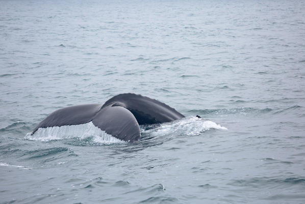 Humpback whale, Husavik bay, Husavik, northern iceland, Nordurland Eystra, Iceland