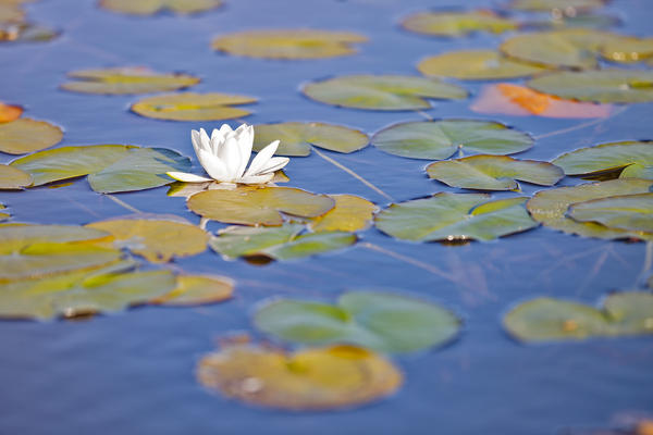 close up of waterlily, Traigh Mhor, North Tolsta, Isle of Lewis, western scotland,United Kingdom