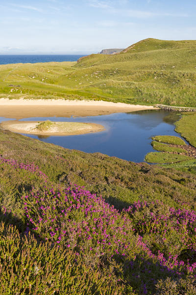 close up of heather at Traig Mhor, North Tolsta, Isle of Lewis, United Kingdom