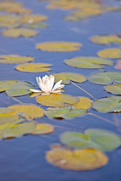 close up of waterlily,Traig Mhor, North Tolsta, Isle of Lewis, United Kingdom