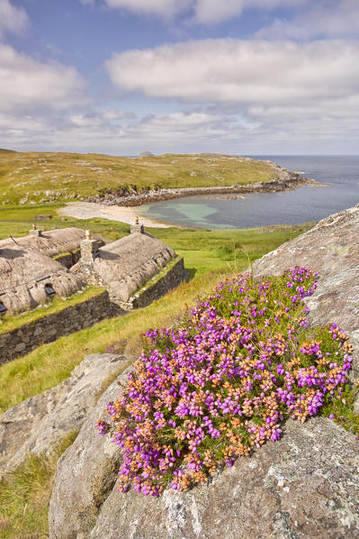 close up of heather at Gearrannan Blackhouse Village, Carloway, Isle of Lewis, western scotland,United Kingdom 