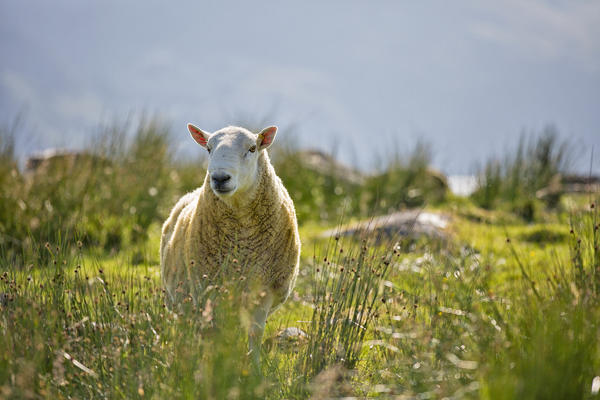 close up of a yellow sheep, Isle of Harris, western scotland,United Kingdom