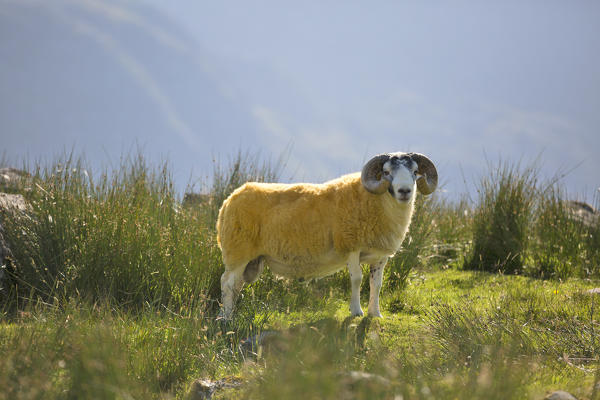 close up of a yellow sheep, Isle of Harris, western scotland,United Kingdom