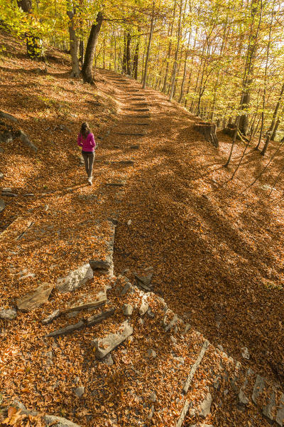 woman walking on a pathway hidden under the leaves, Val Vigezzo, Verbano Cusio Ossola province, Piedmont, North italy, Italy