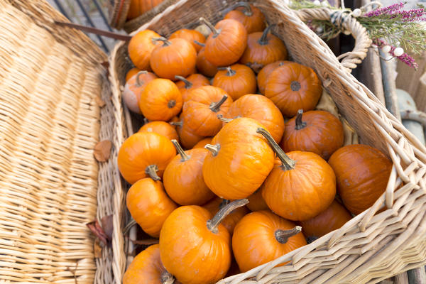 close up of little pumpkins at Pumpkin Festival at Santa Maria Maggiore in October, Val Vigezzo, Verbano Cusio Ossola province, Piedmont, North italy, Italy