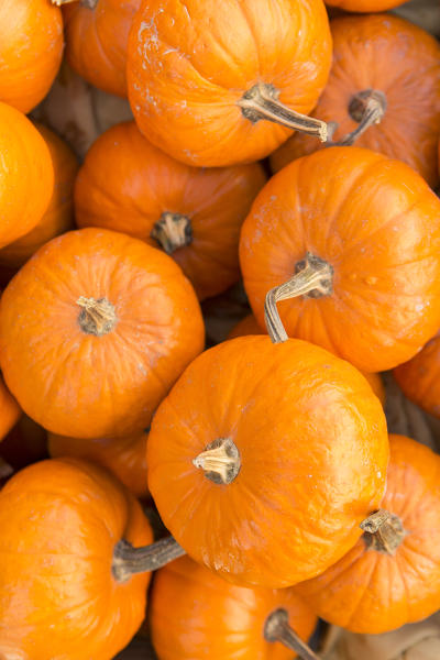 close up of little pumpkins at Pumpkin Festival at Santa Maria Maggiore in October, Val Vigezzo, Verbano Cusio Ossola province, Piedmont, North italy, Italy
