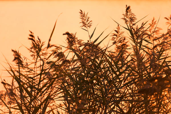 Reeds close up at Torbiere del Sebino Natural Reserve, Iseo lake,Brescia province, Lombardia, Italy