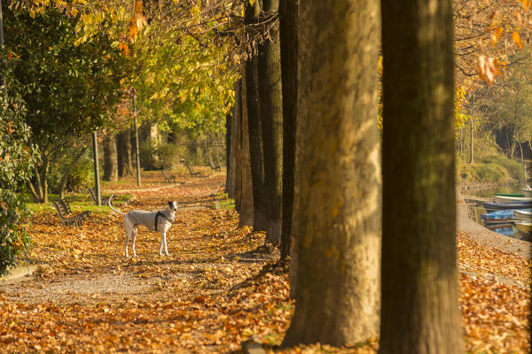 A dog standing on tree-lined Adda riverside, Brivio, Lecco province, Lombardy, italy