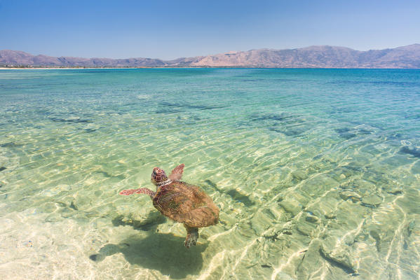 A specimen of Caretta Caretta turtle in the crystal water near Elafonissos coasts, Elafonissos, Laconia region, Peloponnese, Greece, Europe