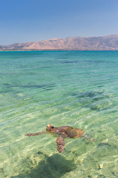 A specimen of Caretta Caretta turtle in the crystal water near Elafonissos coasts, Elafonissos, Laconia region, Peloponnese, Greece, Europe