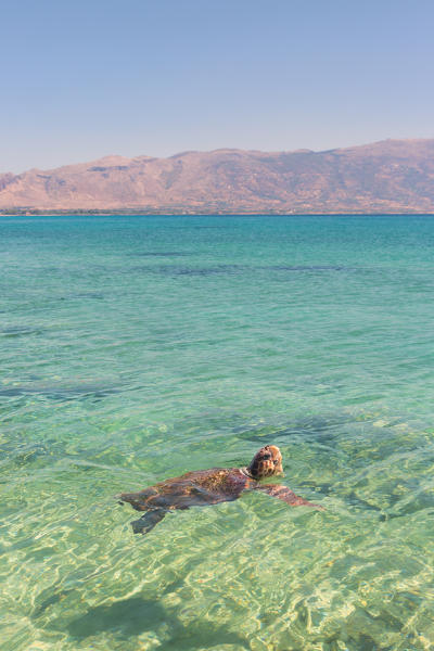 A specimen of Caretta Caretta turtle in the crystal water near Elafonissos coasts, Elafonissos, Laconia region, Peloponnese, Greece, Europe