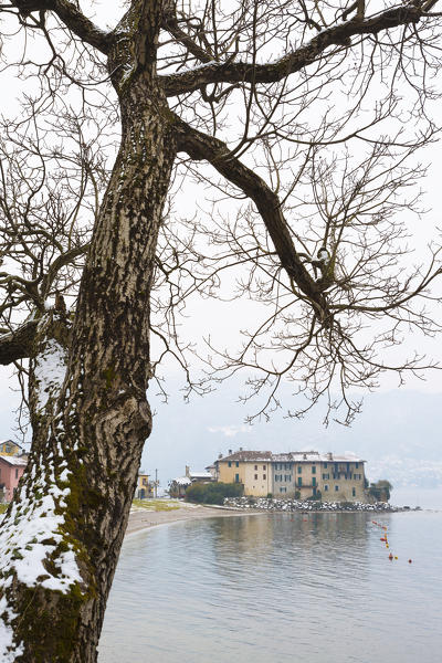 Snowy houses on Varenna lakefront framed by a tree, Lecco province, Lombardy, Italy
